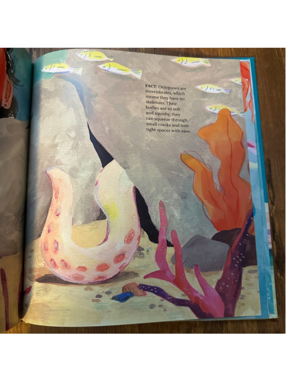 What About an Octopus? Hardcover Deborah Kerbel Owlkids Books - Picture 2 of 3
